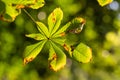 Horse-chestnuts leaf on tree branch i