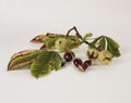 Horse chestnuts, in and out of the shell, with leaves