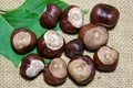 Horse chestnuts Royalty Free Stock Photo