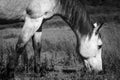 Horse Chewing On Grass Black And White