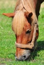 Horse chewing the grass. Close-up Royalty Free Stock Photo