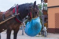 Horse chewing hay from a bag hung on it