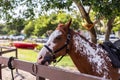 Horse chews on fence