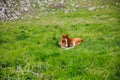 a horse child resting in the green grass in a pasture