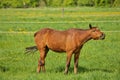 Horse Choke: a Brown Stallion with esophageal obstruction or strictures or choking on hay juts head