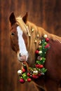 Horse with christmas decoration Royalty Free Stock Photo