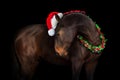 Horse in a christmas wreath and santa hat on black background Royalty Free Stock Photo