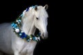 Horse with christmas wreath Royalty Free Stock Photo