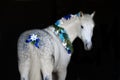 Horse with christmas wreath Royalty Free Stock Photo