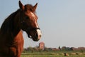 Horse with church in the background