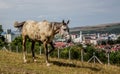 Horse and city Royalty Free Stock Photo