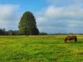 A grazing horse in a meadow near the Bagno Ca?owanie. Royalty Free Stock Photo