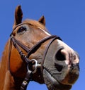 Horse close-up