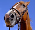 Horse close-up