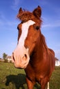 Horse close up Royalty Free Stock Photo