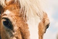 Horse close up eyes white brown looking camera