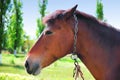 Horse close-up face on a green landscape. Royalty Free Stock Photo