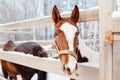Close-up detail of brown horse, bridle, saddle. Winter, snow Royalty Free Stock Photo