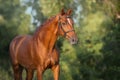 Horse close up