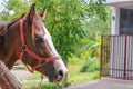 Horse Close up in nature beautiful with copy space Royalty Free Stock Photo
