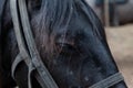 A horse close up. No stress relaxed sleeping animal. A closed eye and a beautiful black mane. Palomino haflinger Royalty Free Stock Photo