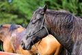 Horse Royalty Free Stock Photo