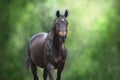 Horse close up portrait