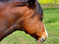 Horse close up profile picture, flies pestering Royalty Free Stock Photo