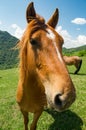 Horse close up on a sunny day Royalty Free Stock Photo