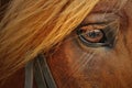 Horse closeup Royalty Free Stock Photo