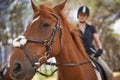 Horse, closeup and equestrian riding in nature on adventure and journey in countryside. Animal, face and rider outdoor Royalty Free Stock Photo