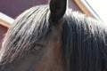 Horse closeup eye and mane Royalty Free Stock Photo