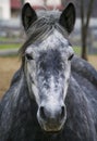 Horse Royalty Free Stock Photo