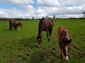 Horse closeup