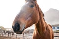 Horse, closeup and portrait outdoor on farm, countryside or nature in summer with animal in agriculture or environment Royalty Free Stock Photo