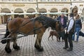 Horse, coachman on street Prinzipalmarkt, MÃÂ¼nster