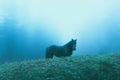horse in the mist Royalty Free Stock Photo