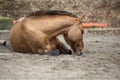 Horse with colic lay down and sleep outside Royalty Free Stock Photo