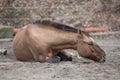 Horse with colic lay down and sleep outside Royalty Free Stock Photo