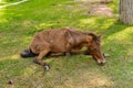 Horse with colic laying on side or sick and sleep Royalty Free Stock Photo