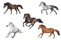 Horse collection isolated Royalty Free Stock Photo