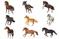 Horse Collection Isolated