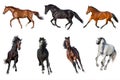 Horse Collection Isolated