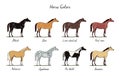 Horse color chart set. Equine coat colors with text. Types of horses black, dun, chestnut, red roan, palomino, appaloosa, buckski