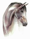 Horse. Color image. Pencil drawing Royalty Free Stock Photo