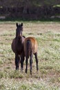 Horse and colt Royalty Free Stock Photo