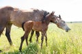 Horse with colt in pasture Royalty Free Stock Photo