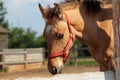 Horse colt in stud farm Royalty Free Stock Photo