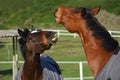 Horses playful