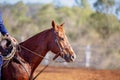 Horse Competing At A Rodeo Royalty Free Stock Photo